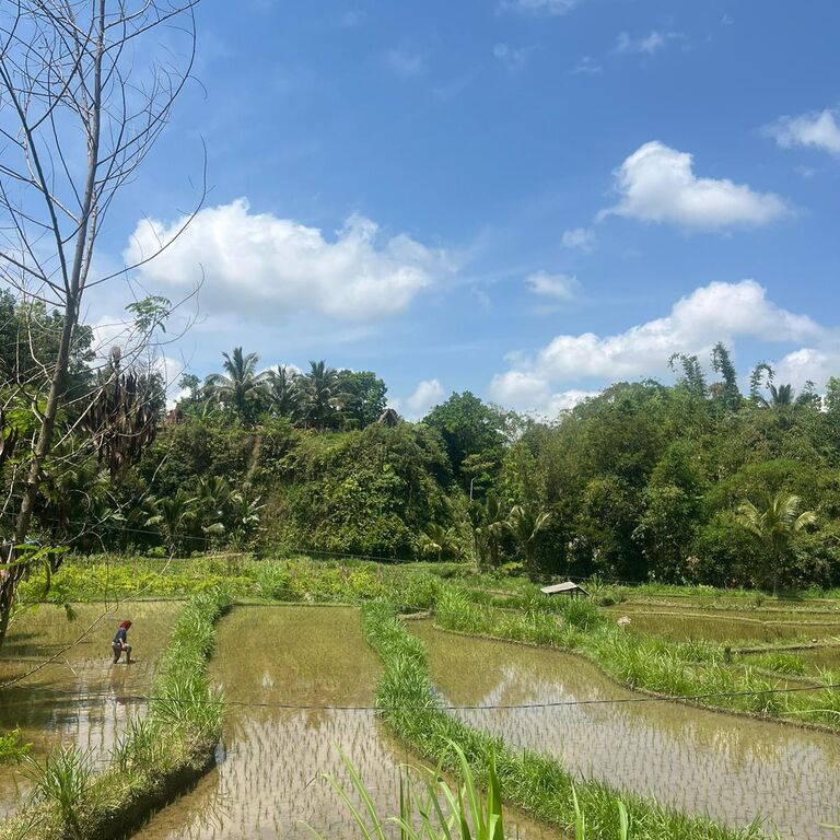 GreenStep Tetebatu Tour Guide