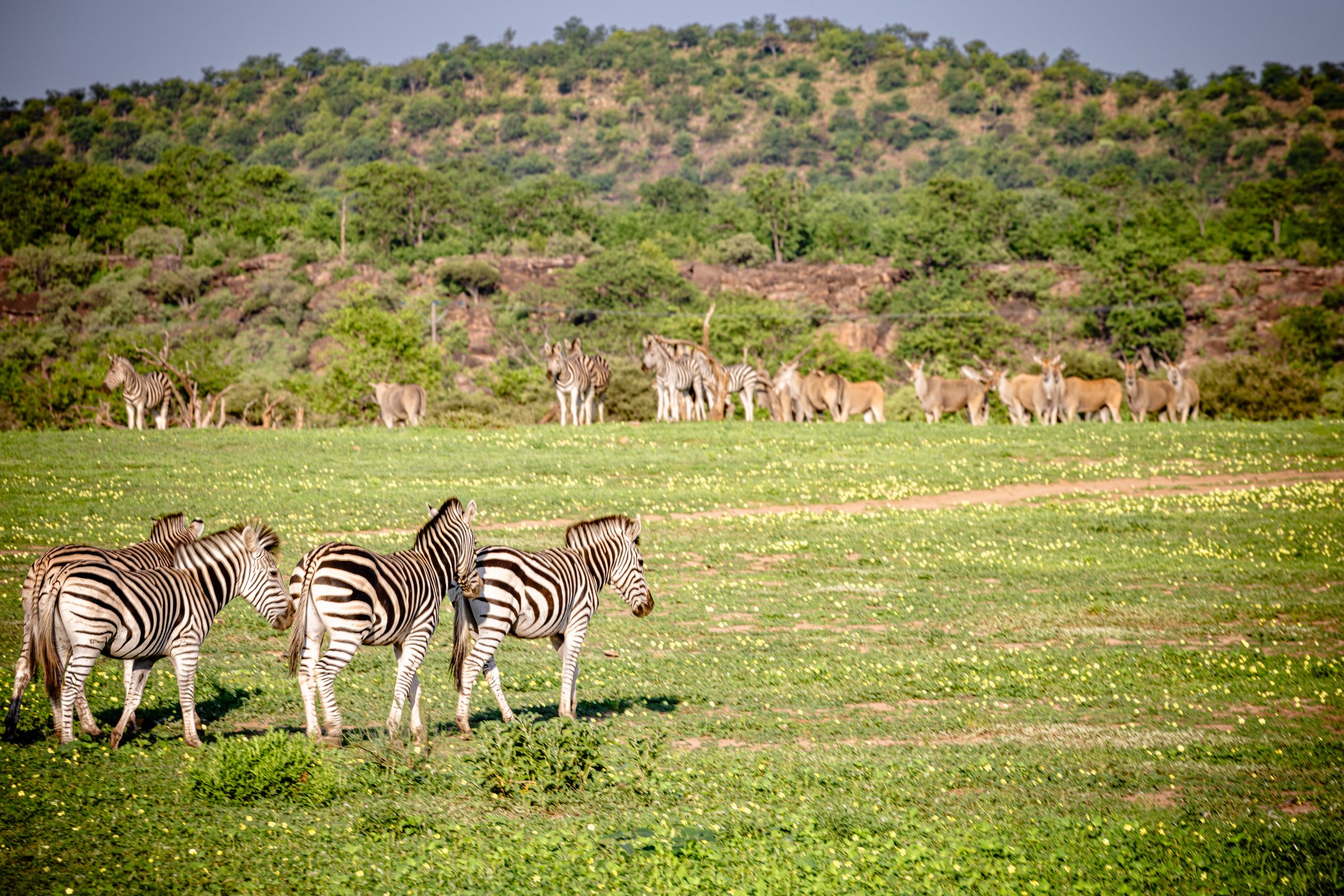 Wilderness Pulse Safaris