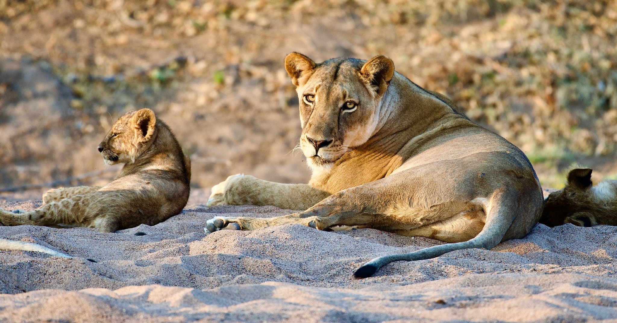 Wilderness Pulse Safaris