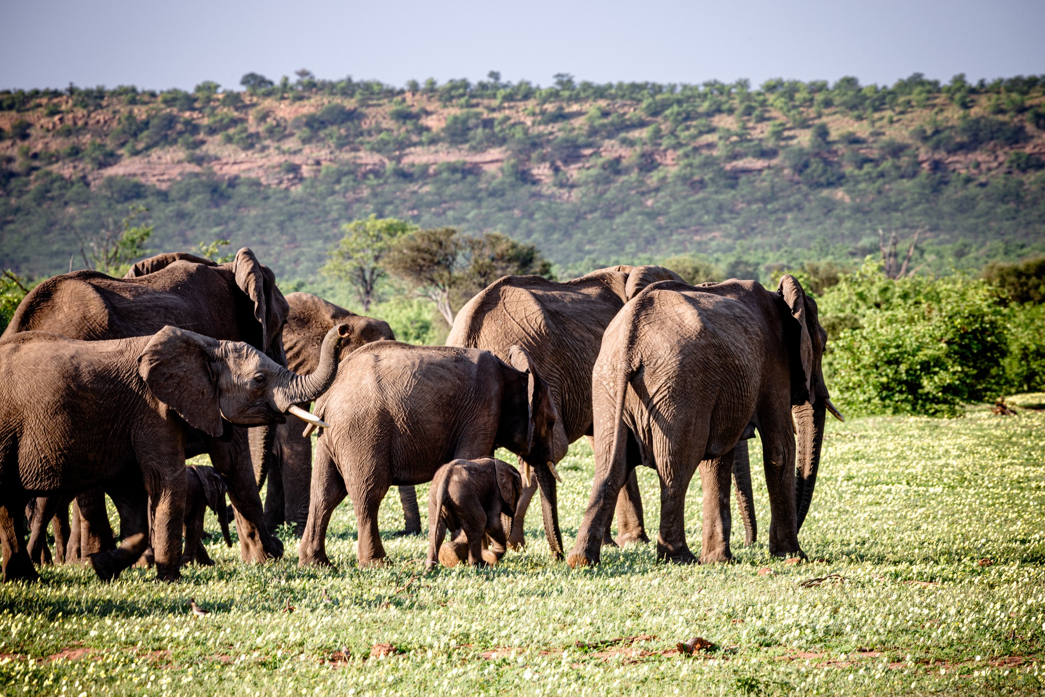Wilderness Pulse Safaris