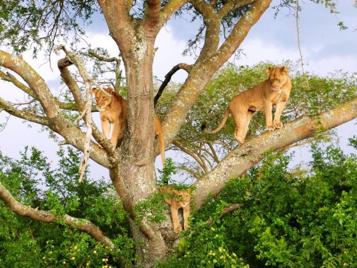Missk Africa Safaris