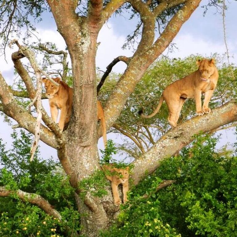 Missk Africa Safaris