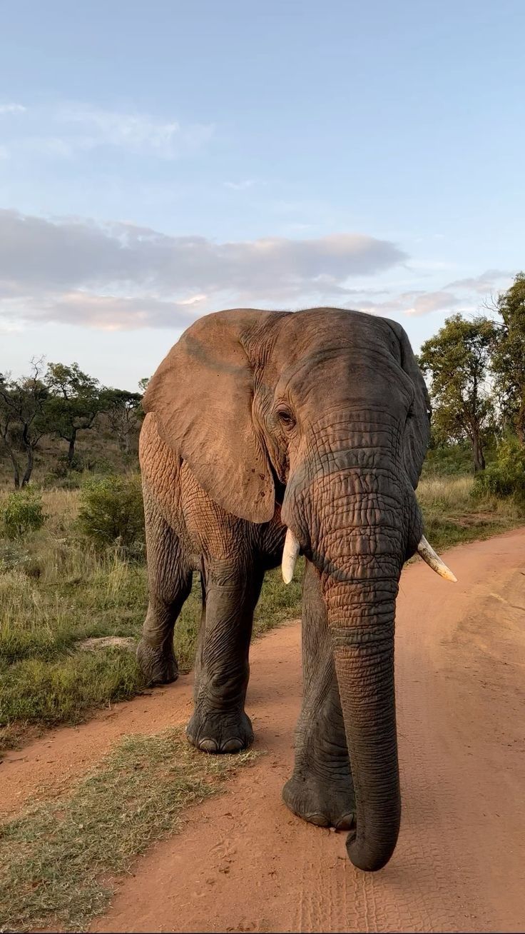 holiday avenue safaris