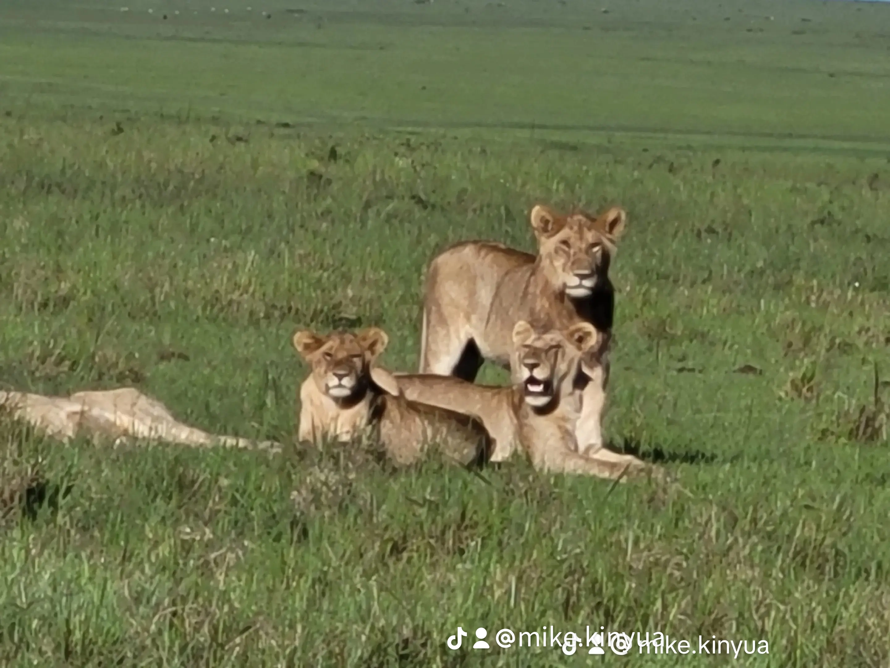Mykis Safaris