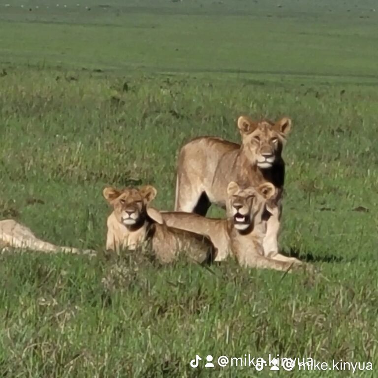 Mykis Safaris