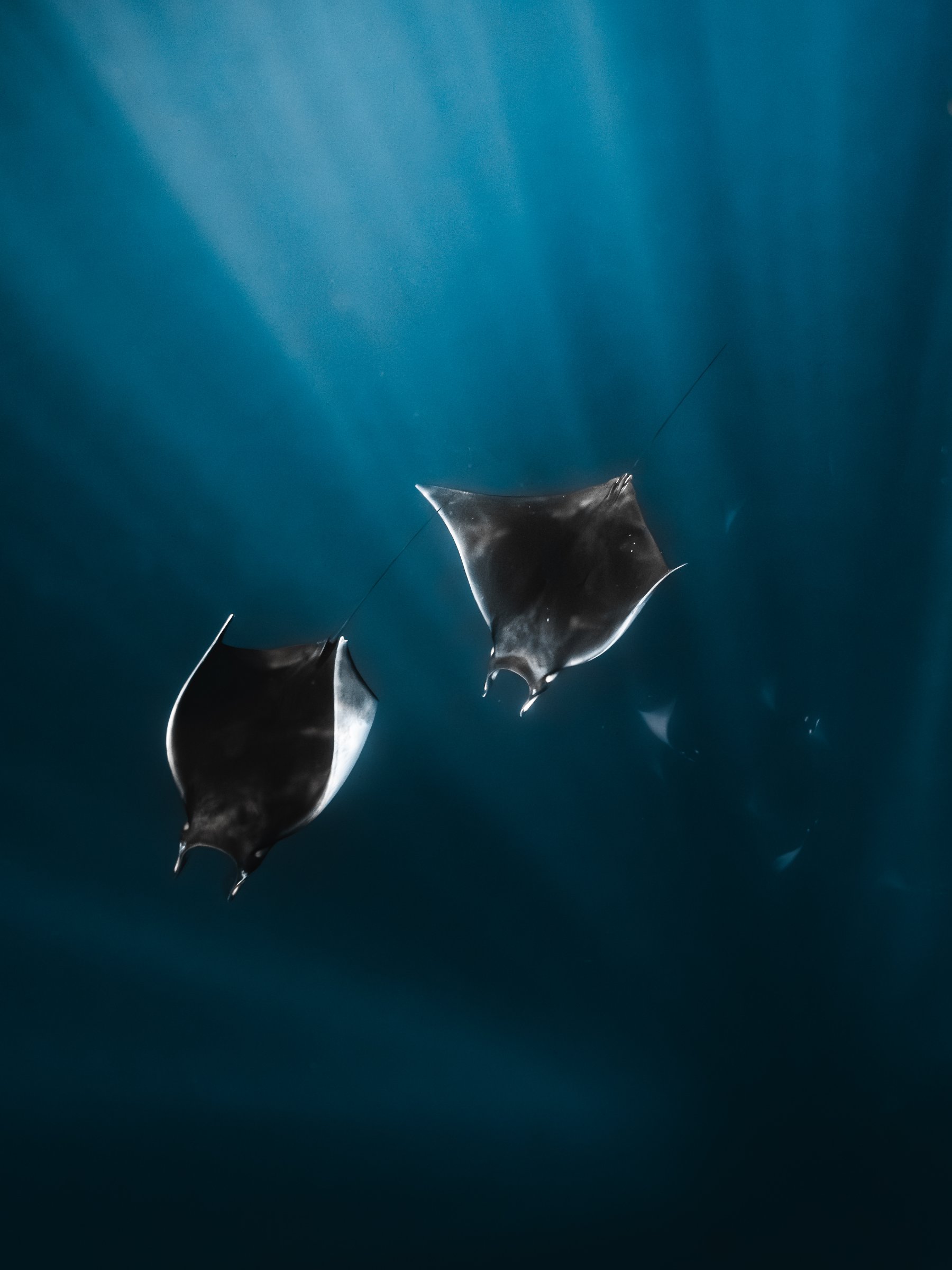 Salty Souls Freediving Club