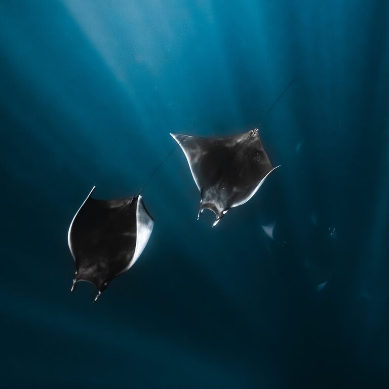 Salty Souls Freediving Club