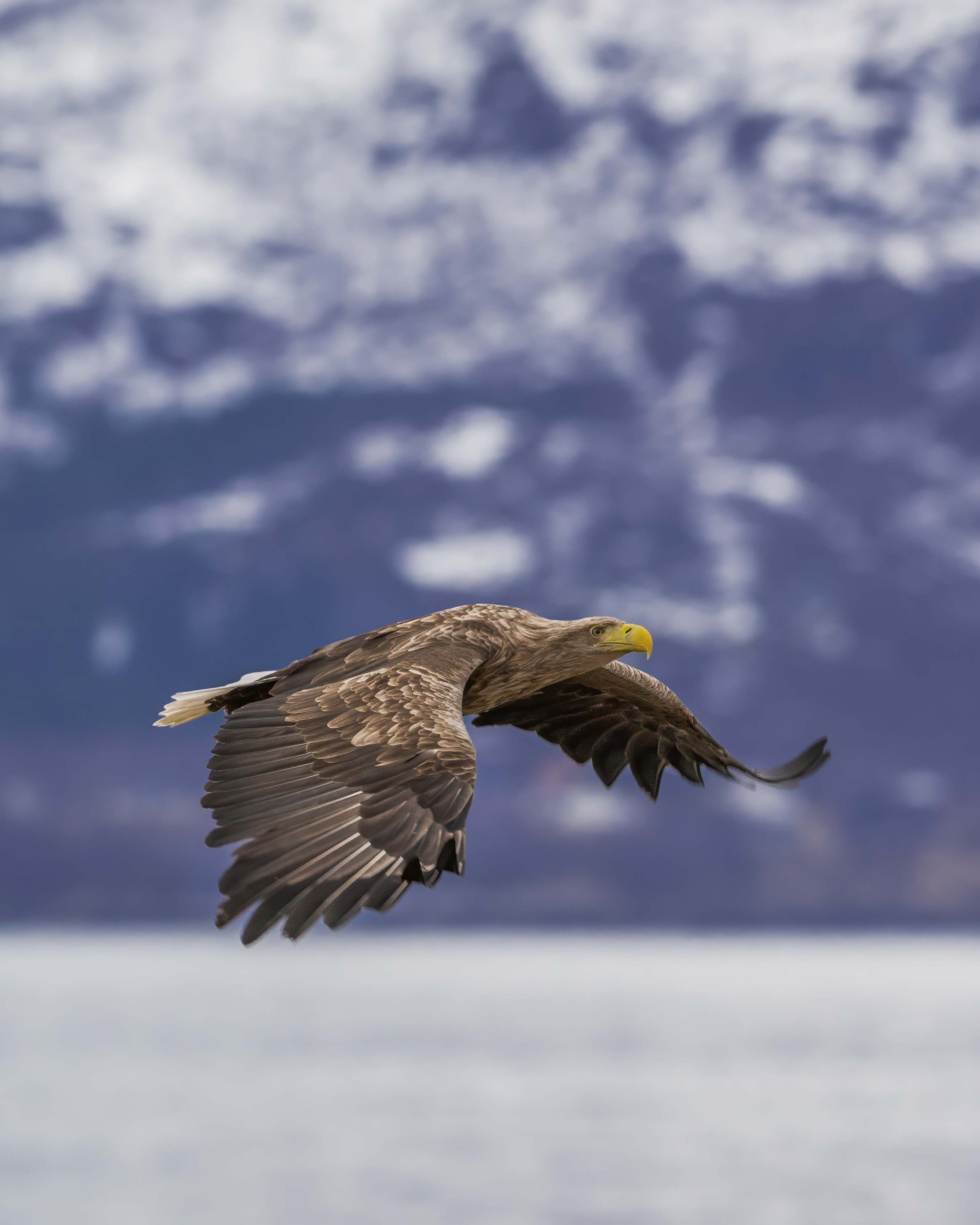 Vesterålen Tours