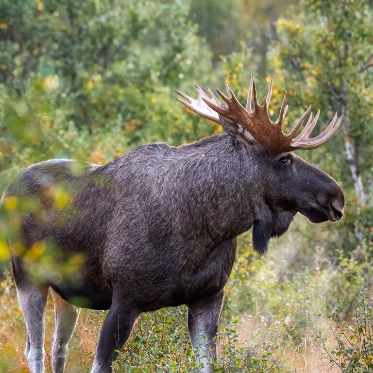 Vesterålen Tours