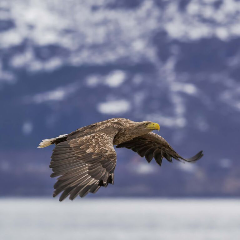 Vesterålen Tours