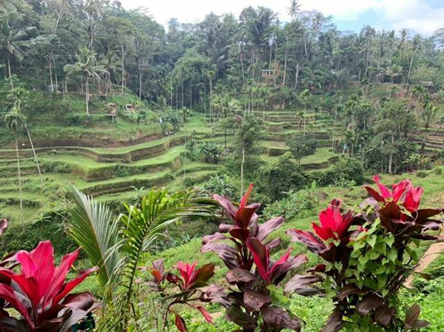 Scooter Tour Ubud