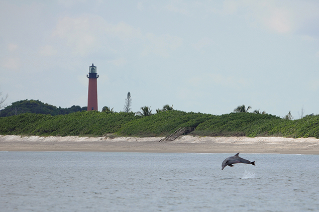 Palm Beach Dolphin Tours