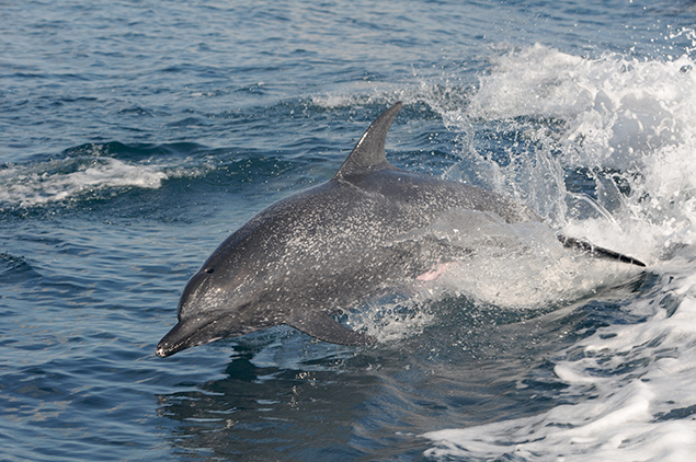 Palm Beach Dolphin Tours