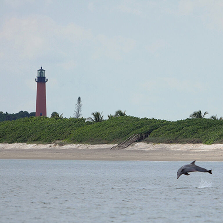 Palm Beach Dolphin Tours