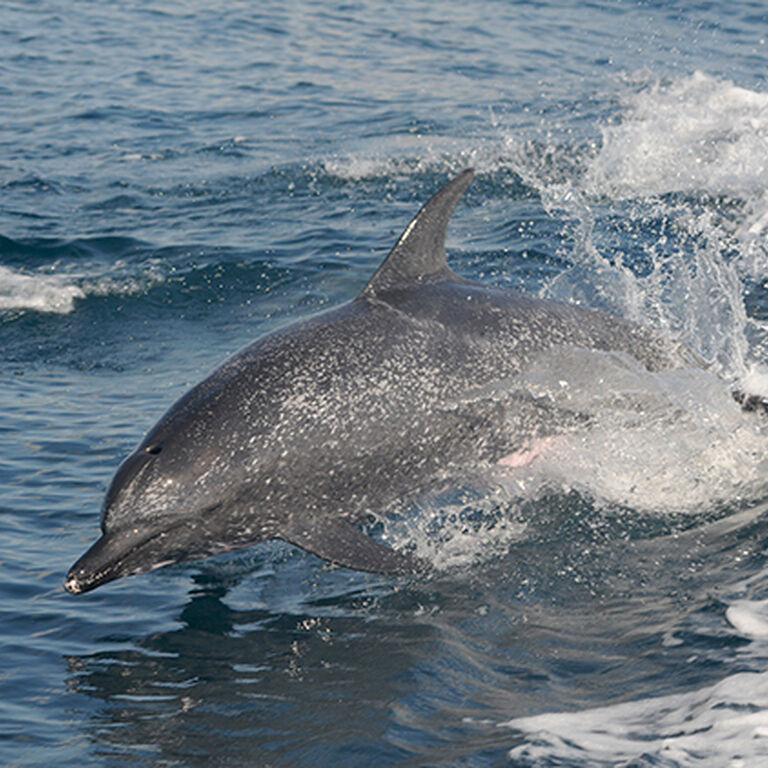 Palm Beach Dolphin Tours