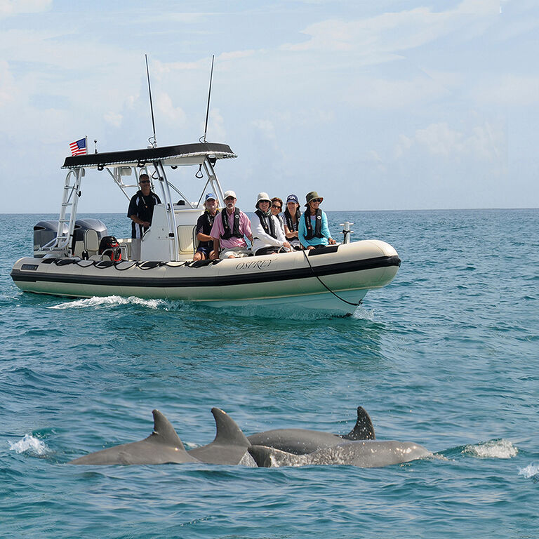 Palm Beach Dolphin Tours