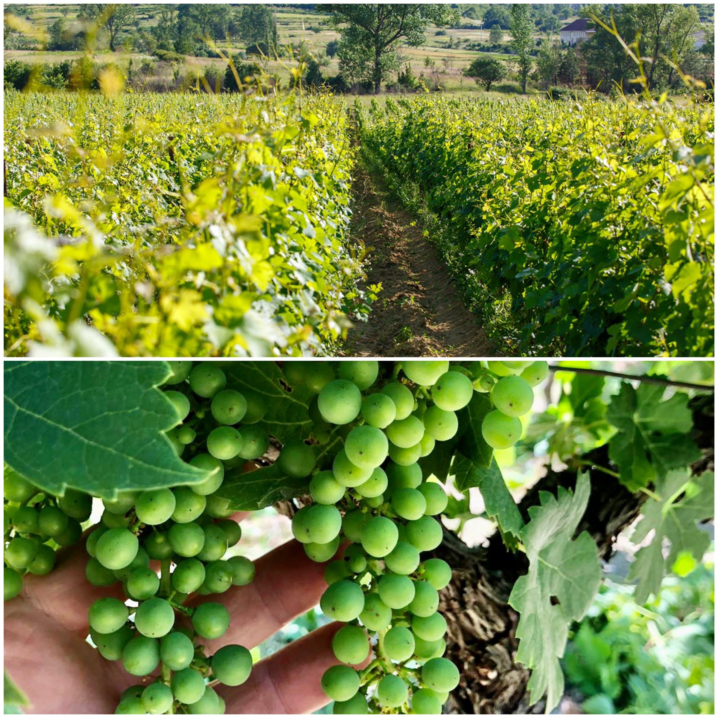 krolo winery