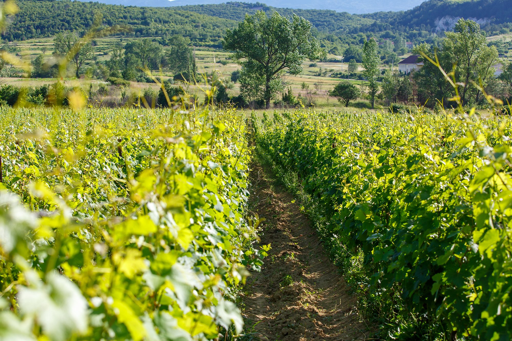 krolo winery