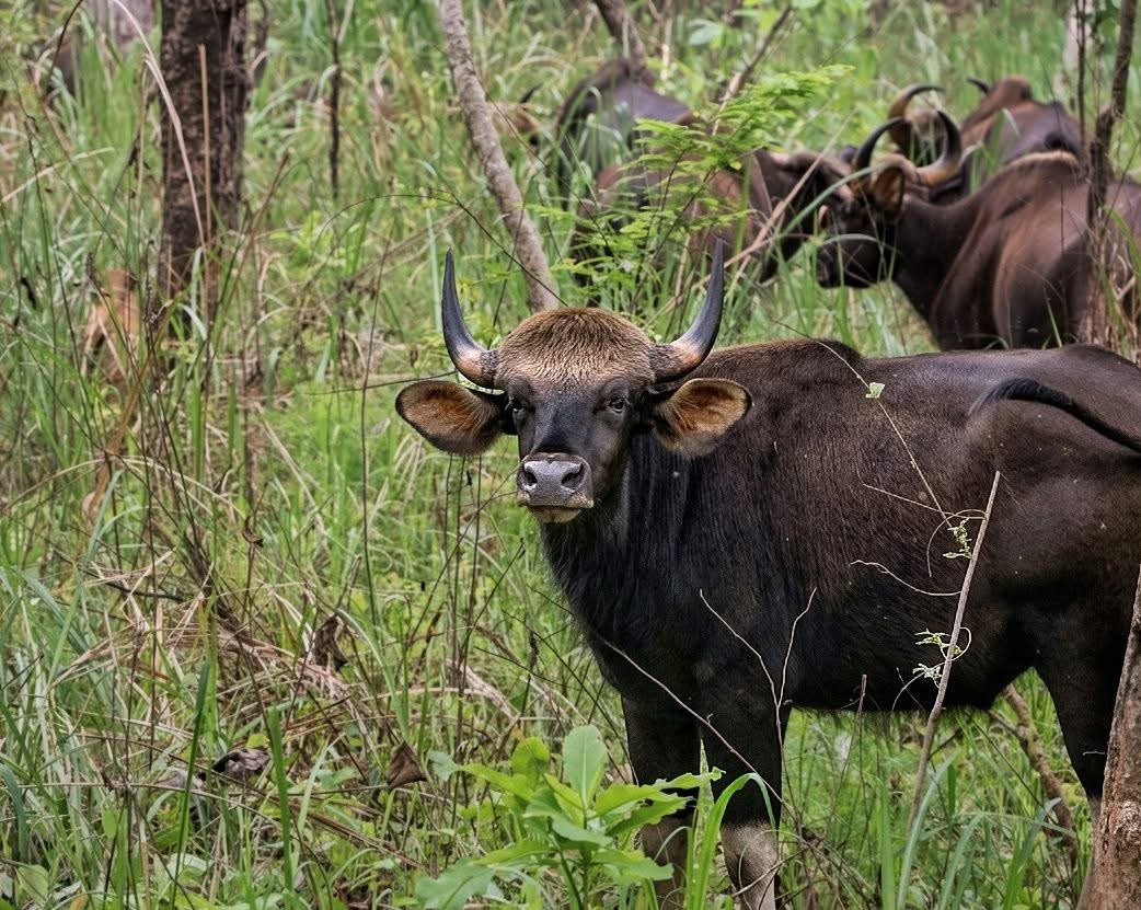 Nature Encounter Tours