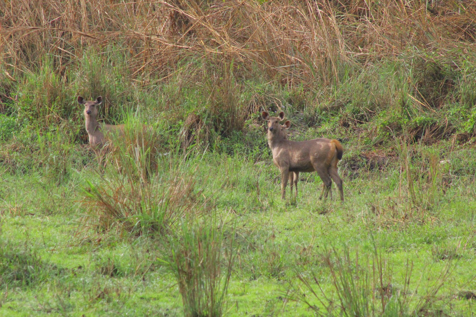 Nature Encounter Tours