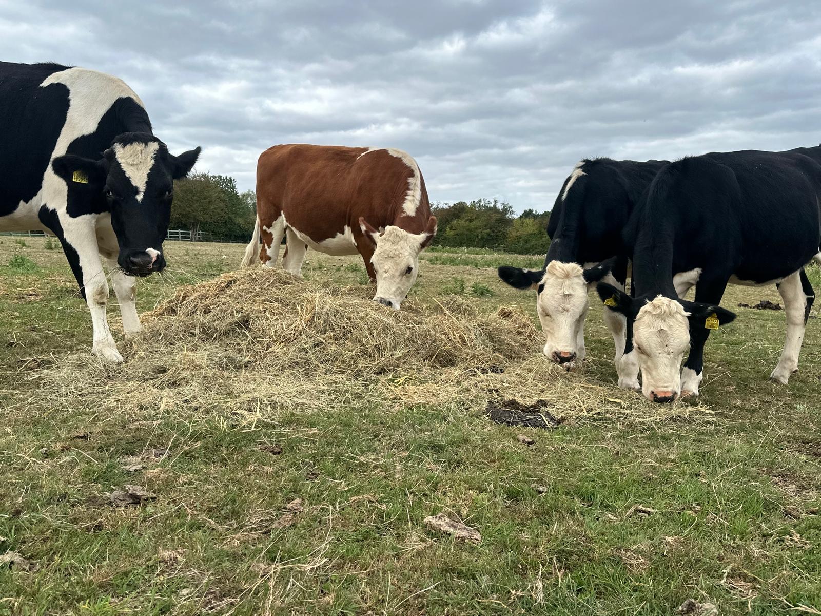 Gorse Hill City Farm