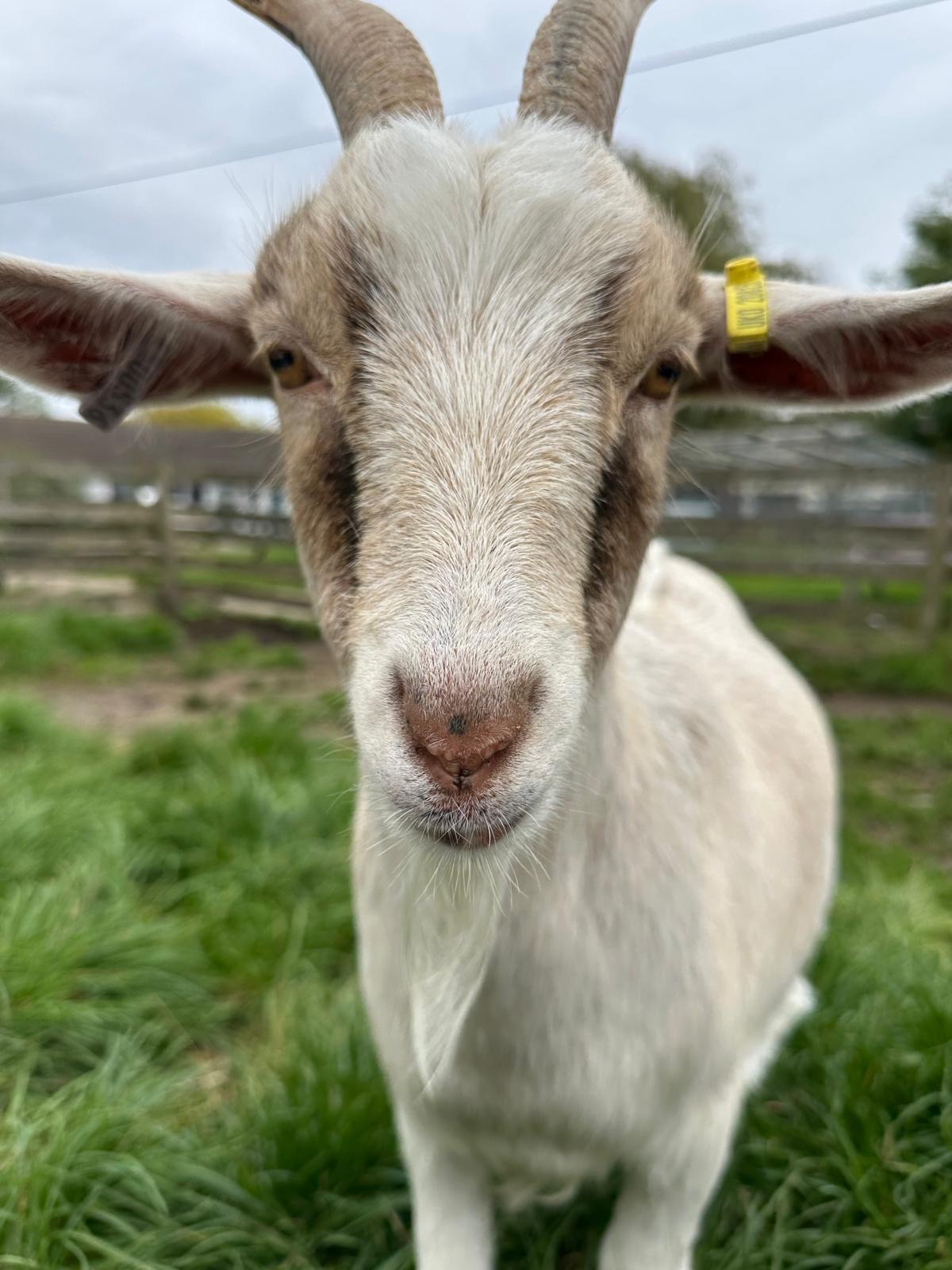 Gorse Hill City Farm