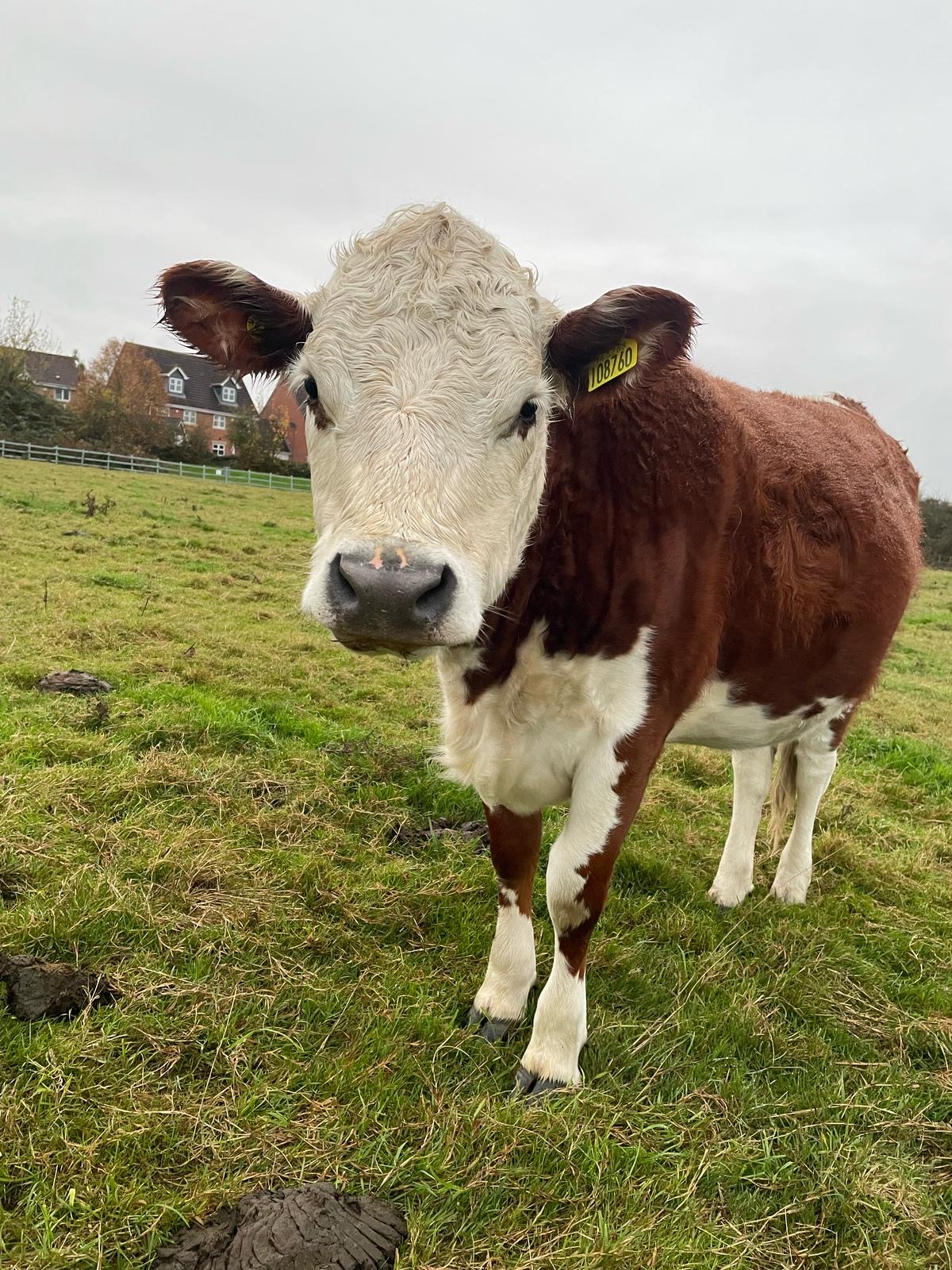 Gorse Hill City Farm