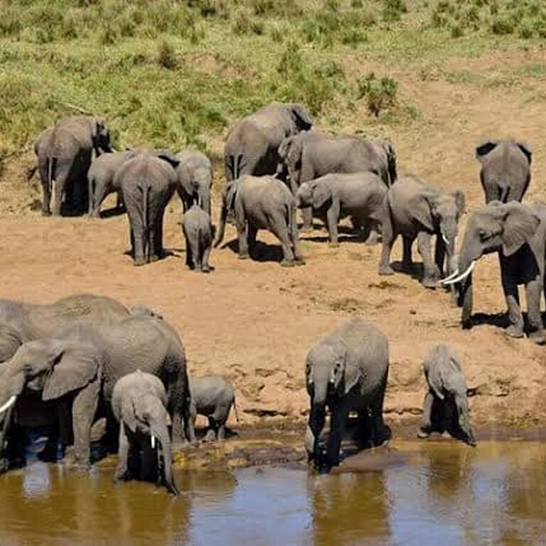 Dhahabu Tours & Safaris