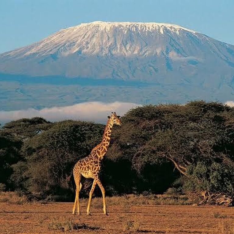 Dhahabu Tours & Safaris