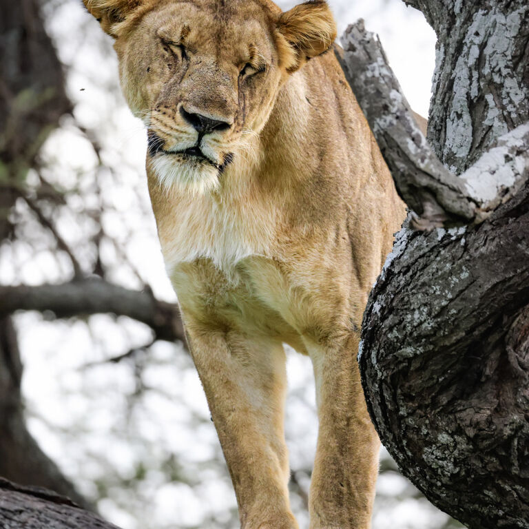 Wild Uganda