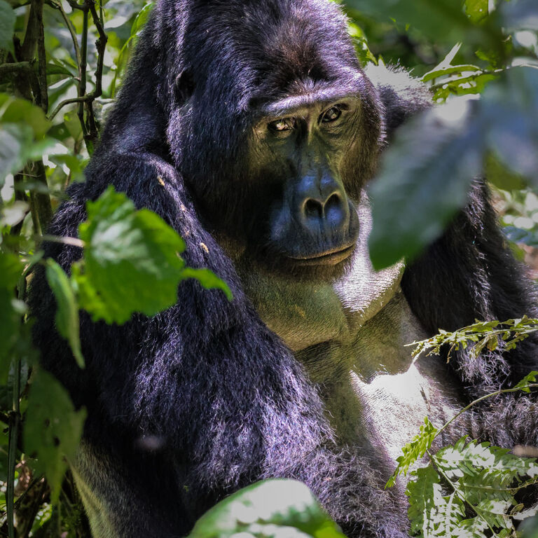 Wild Uganda