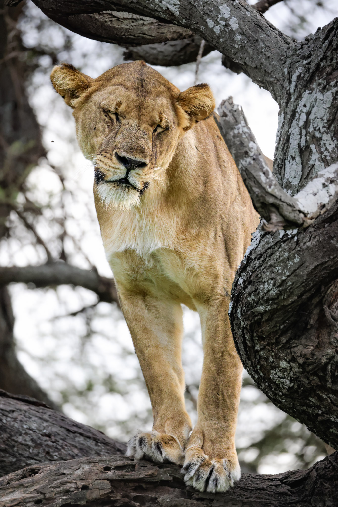 Wild Uganda