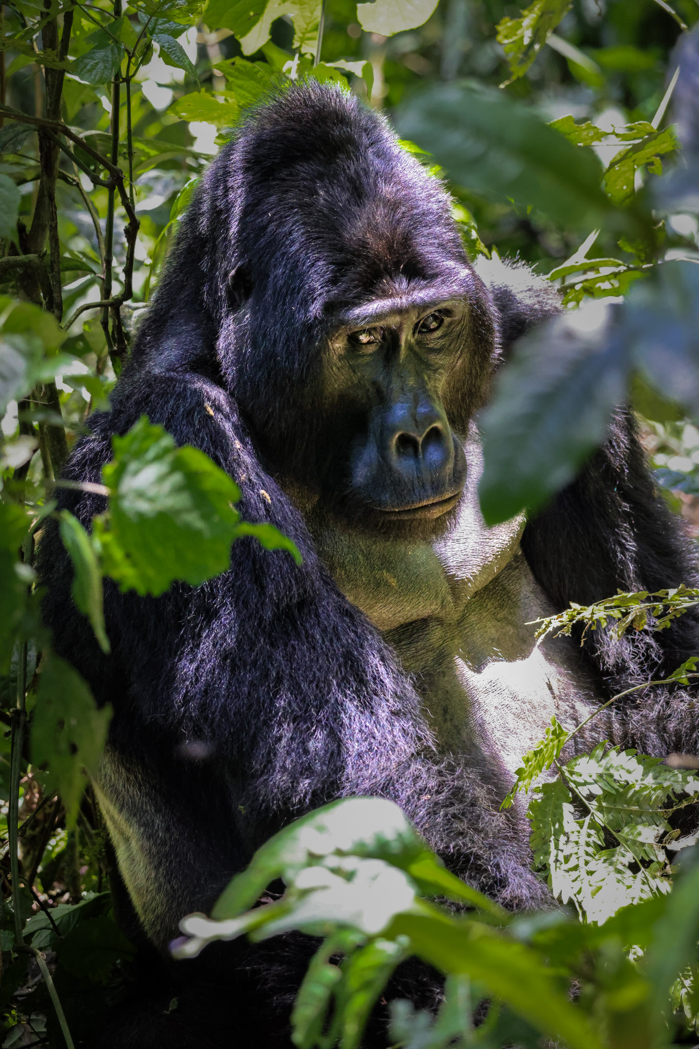 Wild Uganda
