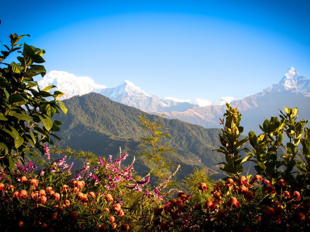 pic