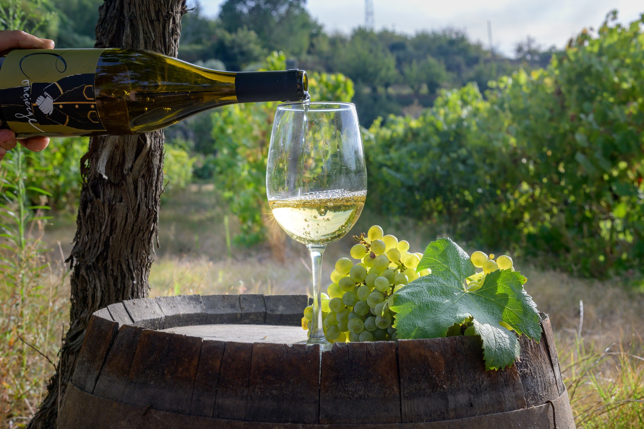 BERÇO - Wine Tours