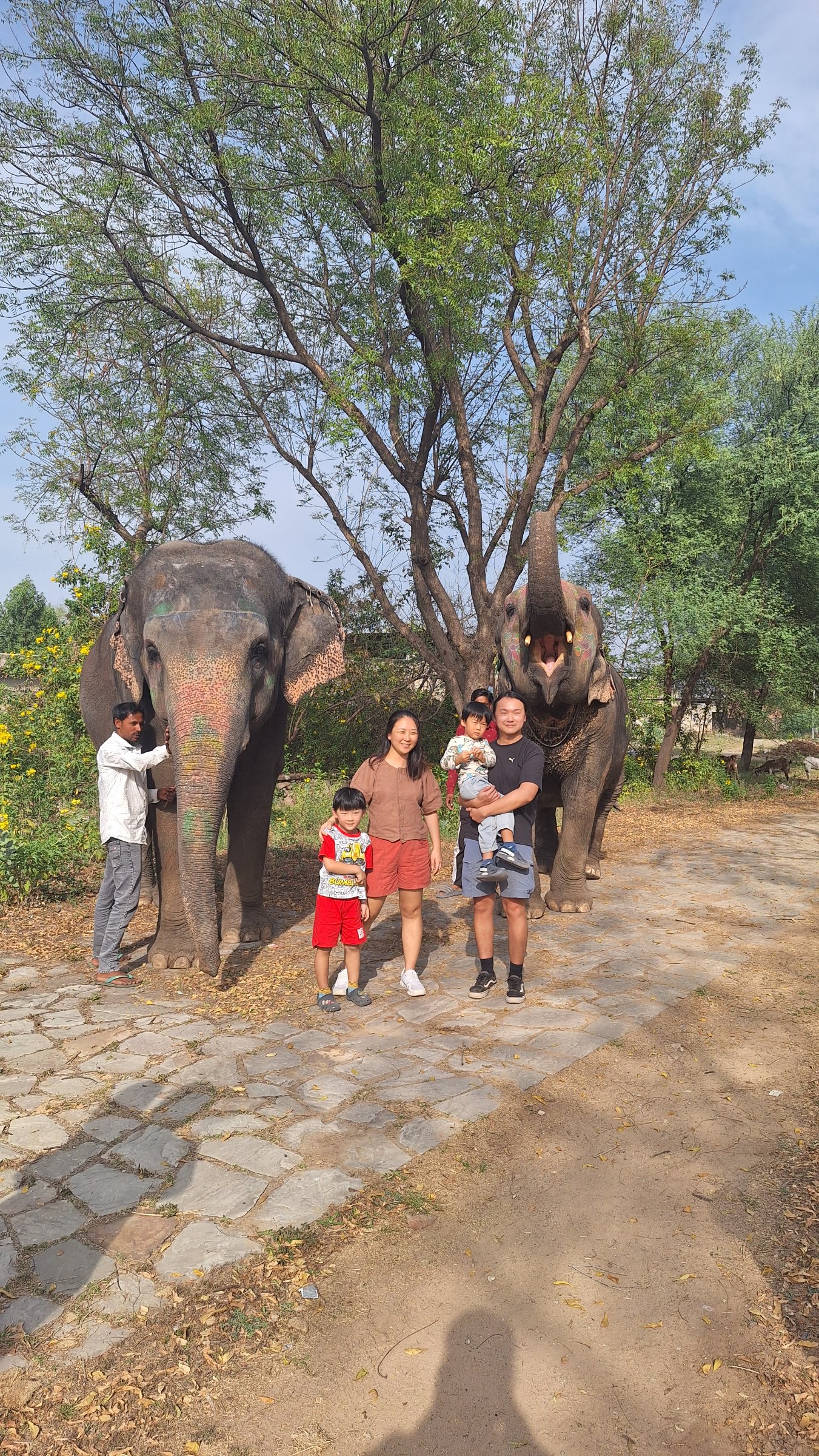 Elephant With Jaipur