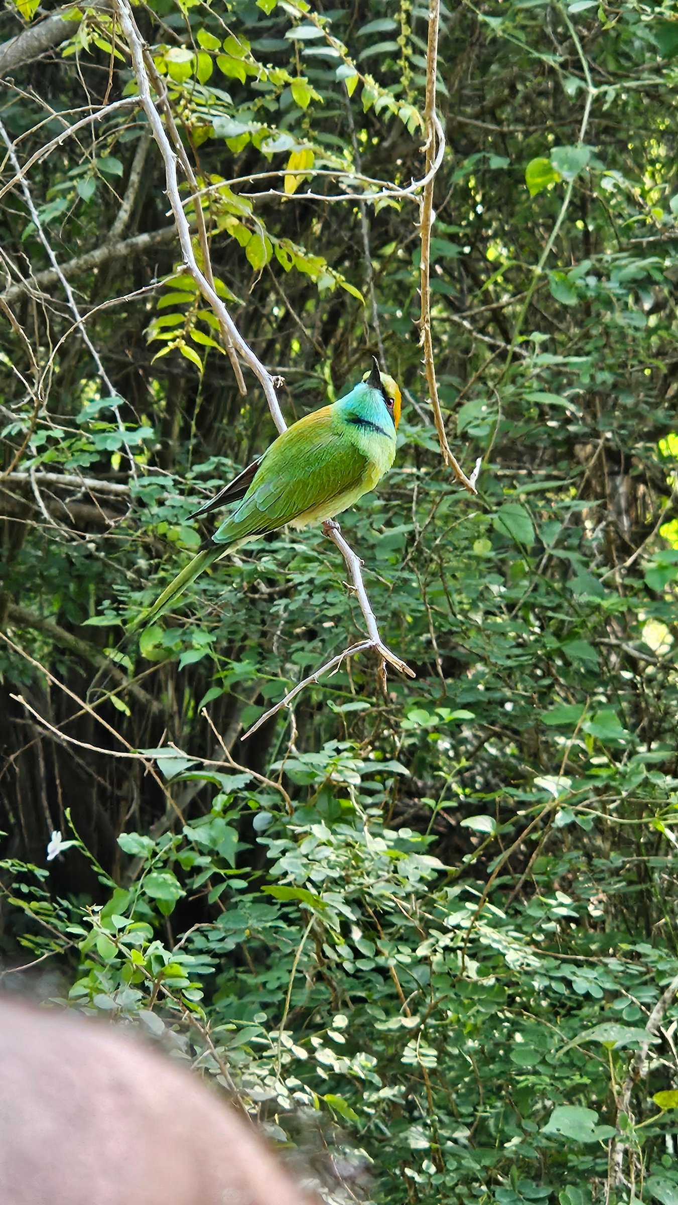 W mango safari tours