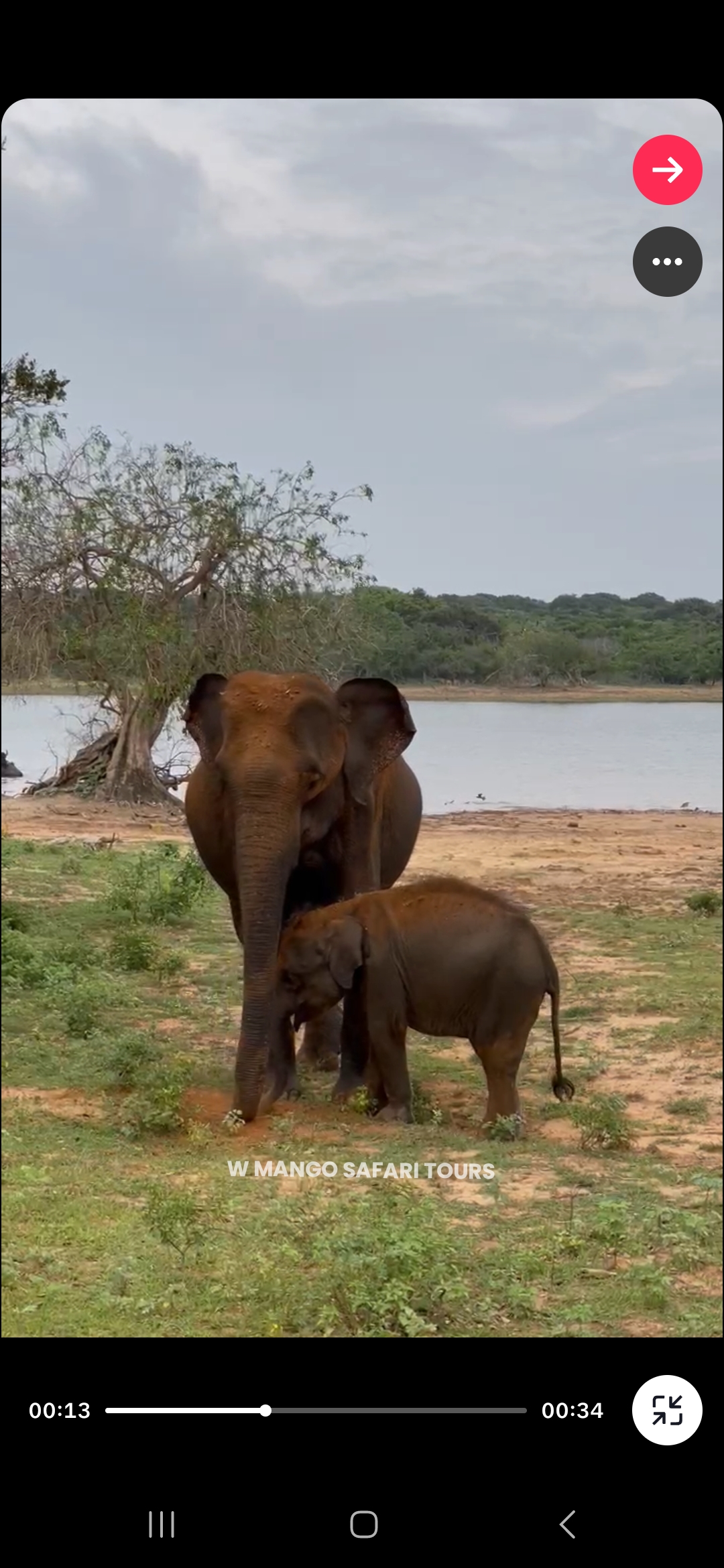 W mango safari tours