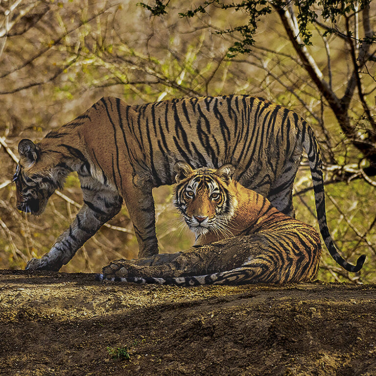 Rakesh Arora Photography Safaris