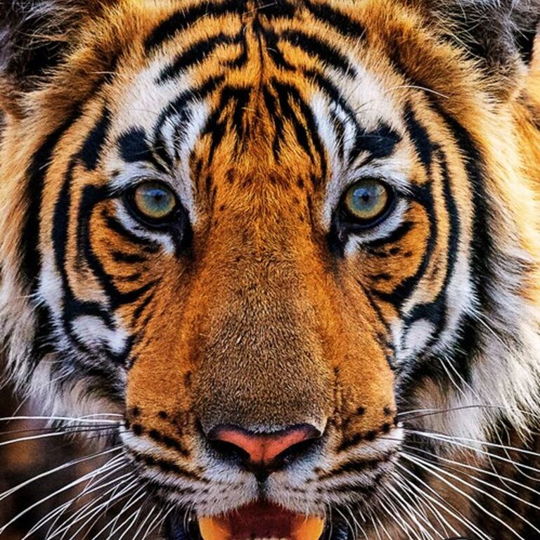 Rakesh Arora Photography Safaris