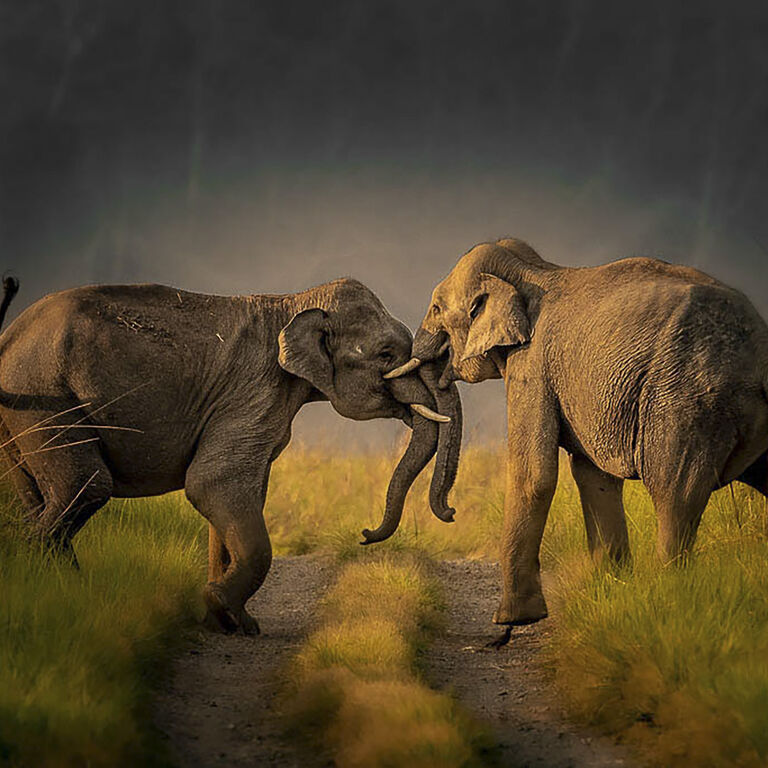 Rakesh Arora Photography Safaris
