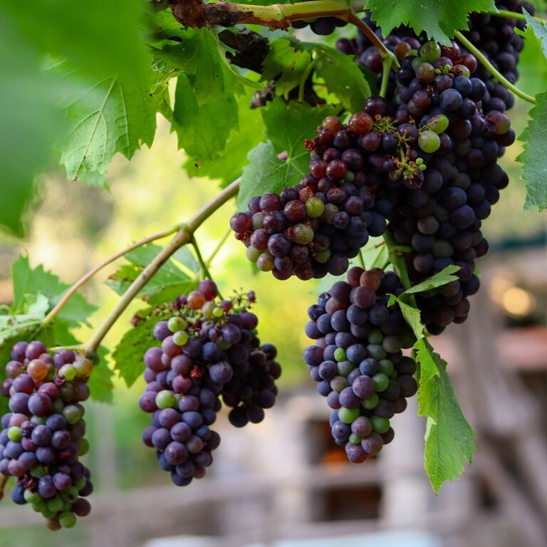 Le Colline di Sorrento