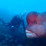 Dive Dream