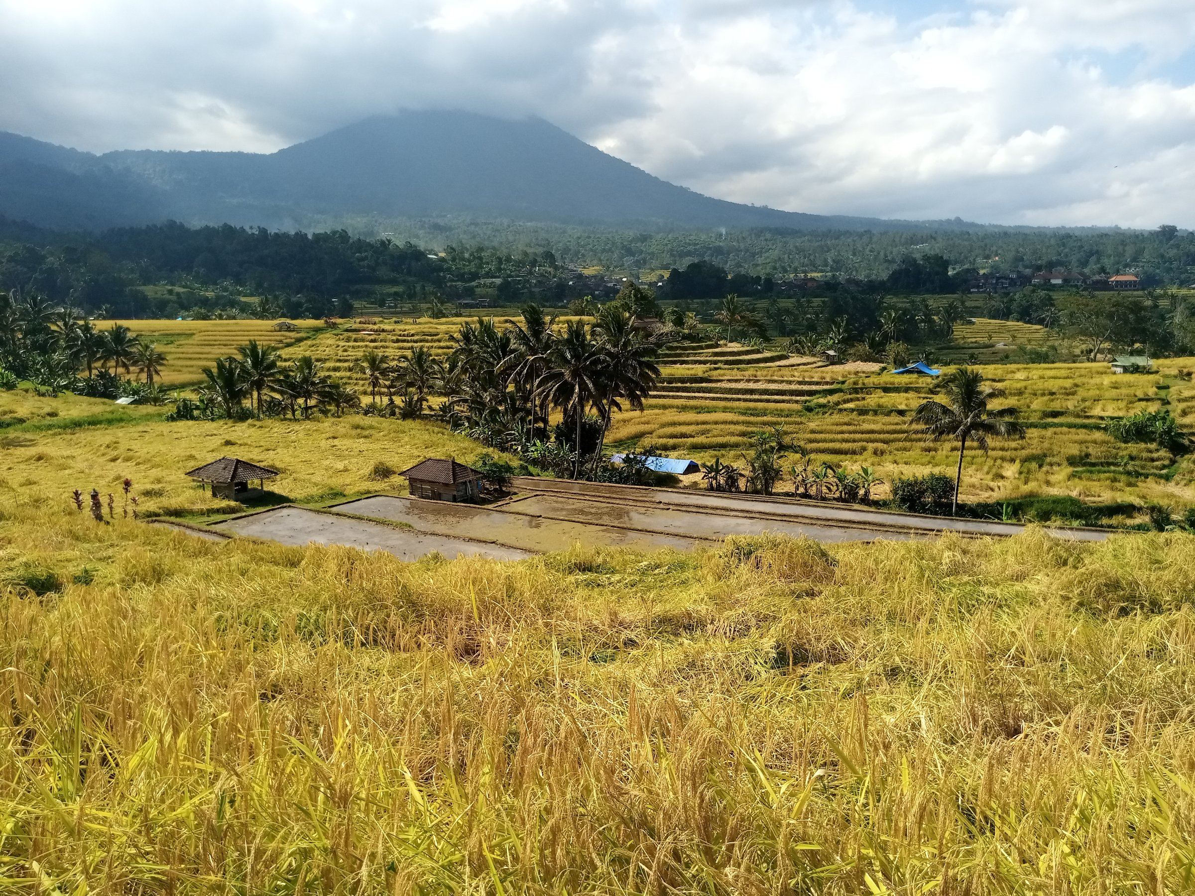 Bali Becik Ubud Tour