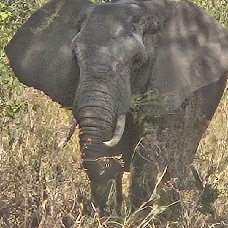 Kilisavannah expedition.com