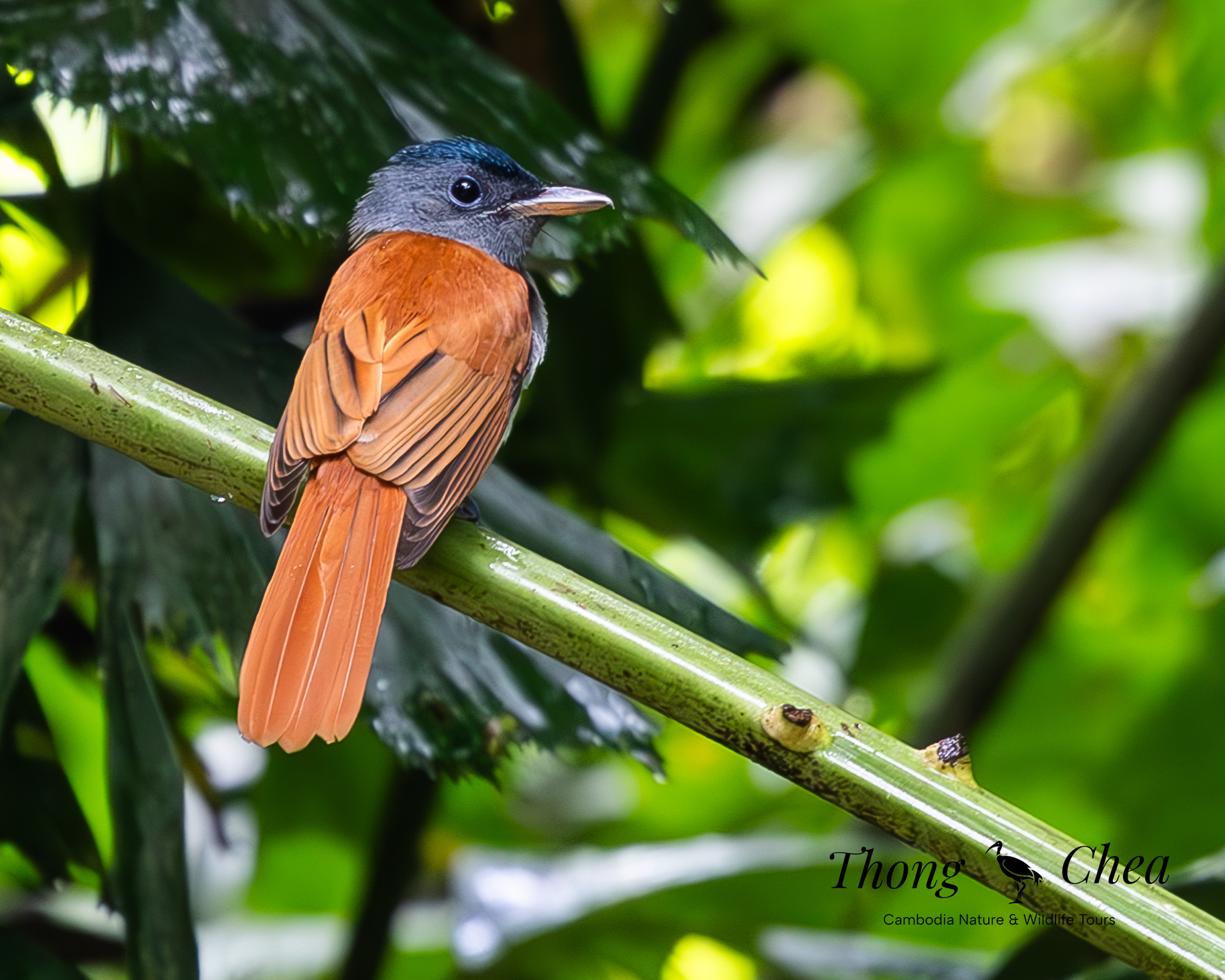 Vana Adventure Travel