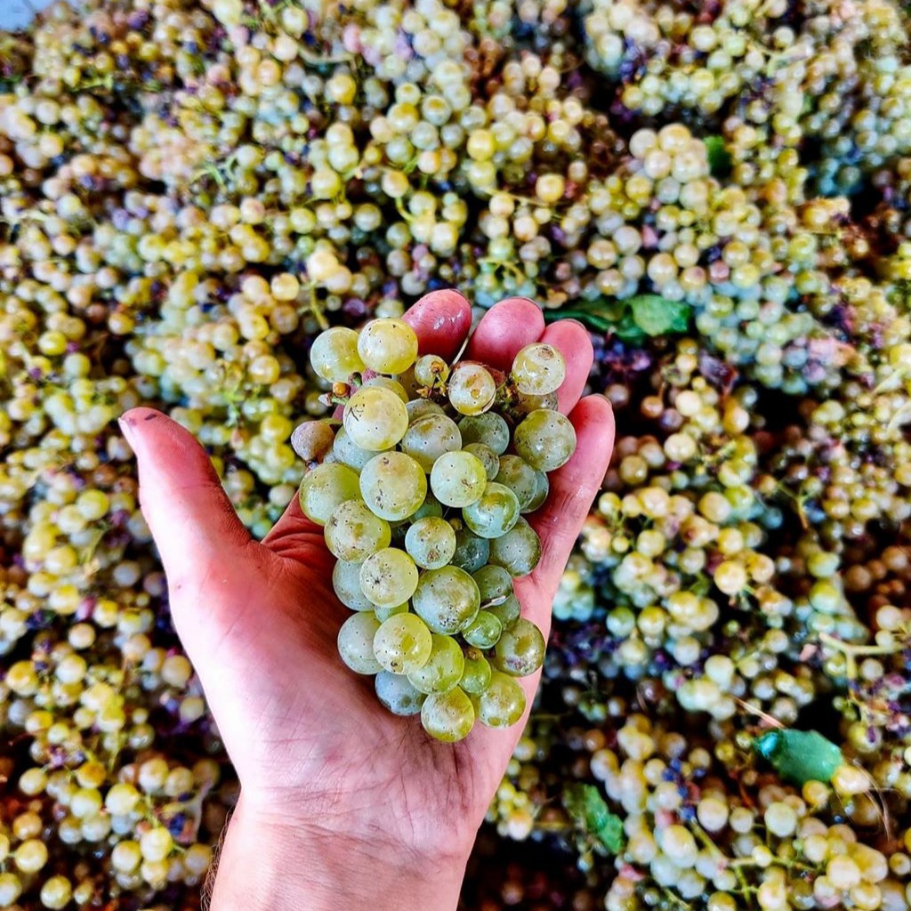 WineWeinVinoVin