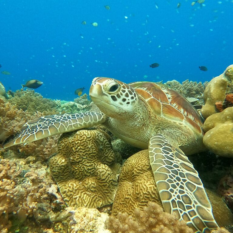 Gili Paradise Tour & Travel