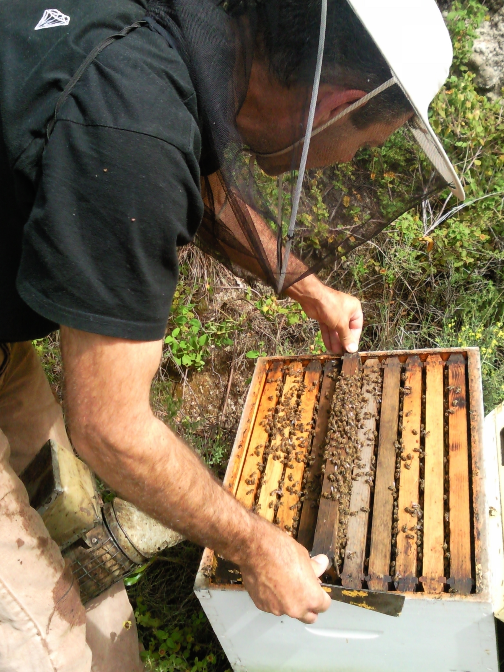 Corfu Beekeeping Vasilakis