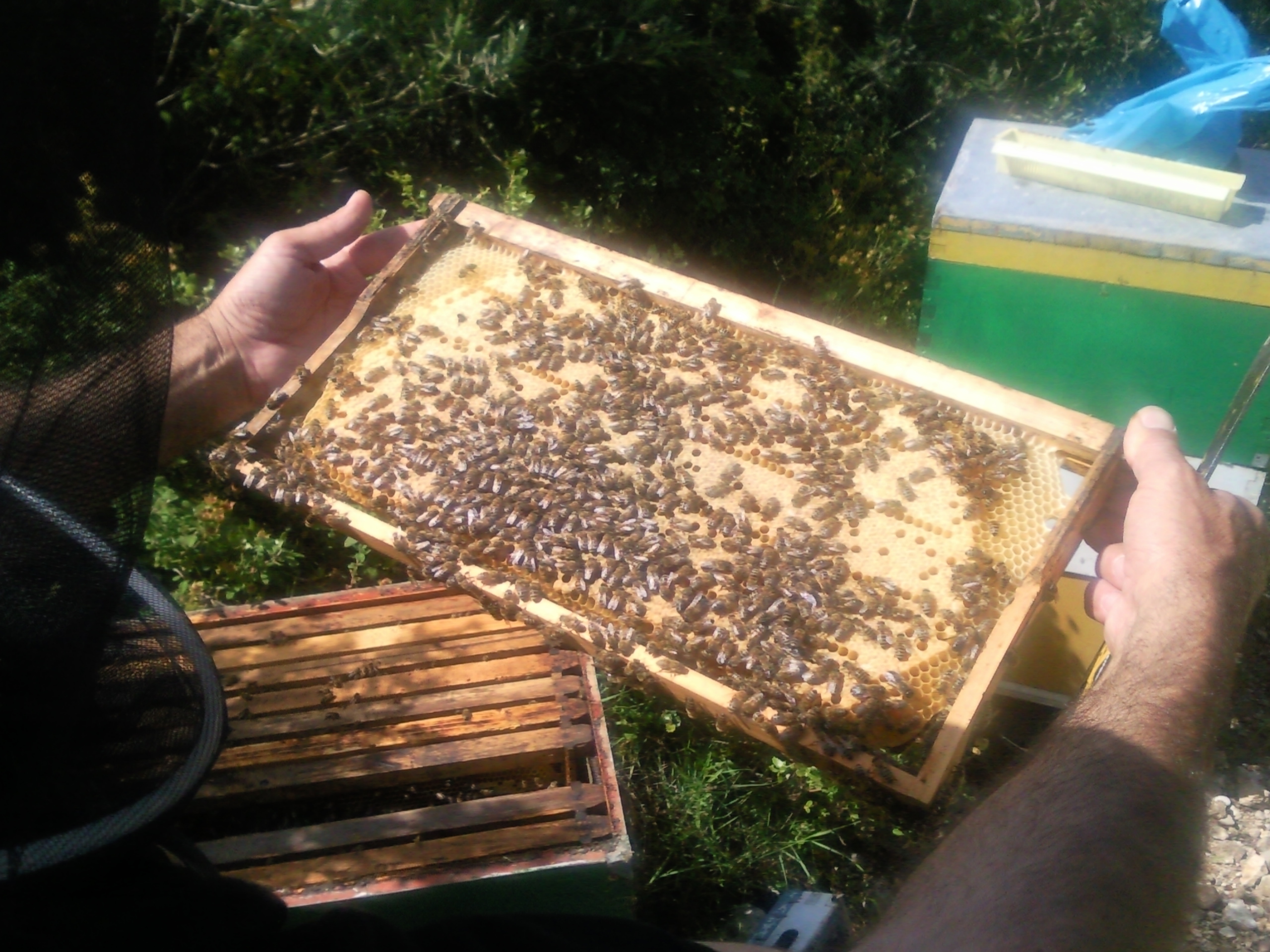 Corfu Beekeeping Vasilakis
